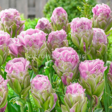 Лале Violet Prana - 1 оп- 8 бр