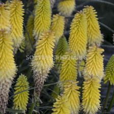 Книфофия Lucky Lemons - Kniphofia Lucky Lemons - 1бр.