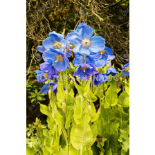 Син мак - Meconopsis Betonicifolia - 1бр 				