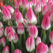 Лале/ Tulip triumph Memphis - 1 бр.