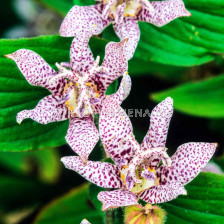 Трициртис / Tricyrtis White Spotted/ 1 бр