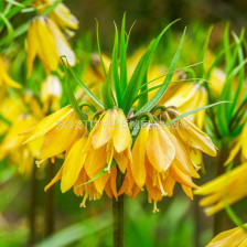 Фритилария /Fritillaria imperialis 'Early Magic''/ 1 бр