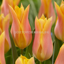 Лале /Tulip Marianne/ Lilyflowering - 11/12