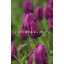 Лале /Tulip Purple Rain/ 11/12