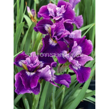 Ирис кичест лилаво с бяло / iris germanica lady vanessa / 1 оп