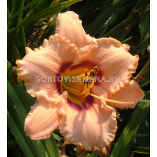 Хемерокалис / Hemerocallis True Grit / 1 бр