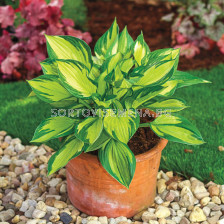 Хоста COLORED HULK/ 1 бр  - sortovisemena.bg Хоста COLORED HULK/ 1 бр