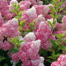 Хортензия двуцветна бяло/розово / Hydrangea Vanille Fraise/ 1 бр фиданка			