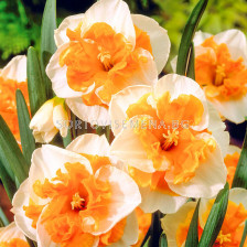 Нарцис/  Narcissus Love Call