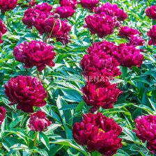 Божур /Paeonia Peter brand / 1 корен