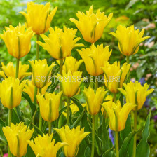 Лале двойно Lily-Flowering Yellow Spider/  Tulip