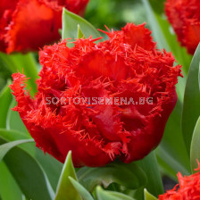 Лале /Tulip Anfield/ Double Fringed- 11/12