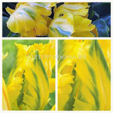 Лале /Tulip Eagle Wings/ 10/11