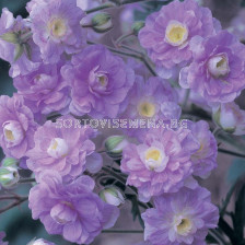 Здравец / Geranium Pratense Summer Skies / 1 бр