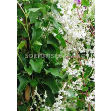 Фалопия / Polygonum Fallopia Aubertii /		