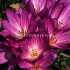 Колхикум /есенен минзухар / Colchicum Violet Queen 1 бр