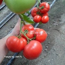 Семена Домати Акеми - Tomato Akemi (KS 204) F1