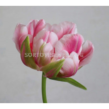 Лале /Tulip Fantasy Lady/ 11/12