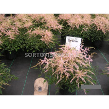 НОВО! Астилбе Спрайт/ ASTILBE SPRITE/ - sortovisemena.bg НОВО! Астилбе Спрайт/ ASTILBE SPRITE/