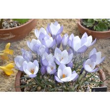 Минзухари  / Crocus weldenii Fairy / 1 бр