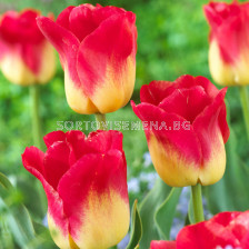 Лале /Tulip Match/ 11/12