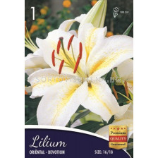 Лилиум (Lilium) Oriental Devotion 16/18