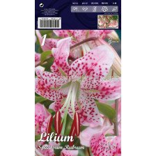 Лилиум (Lilium) Spec.Rubrum 16/18 LSCH