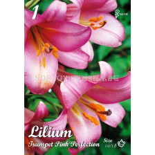 Лилиум Тромпет (Lilium) Pink Perfection 16/18