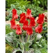 Лале Optimism Red Riding Hood 11/12 