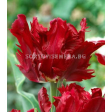 Лале Parrot Red Lizzrd 11/12 