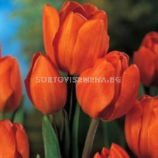 лале Multiflora orange bouquet 11/12 - tulip Multiflora orange bouquet 11/12