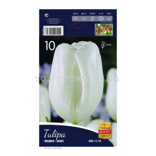 Лале Triumph-White 11/12
