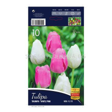 Лале (Tulip) Triumph white and pink 12/+ - (10 луковици)