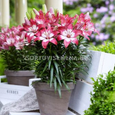 Лилиум Perfect Joy 12/14