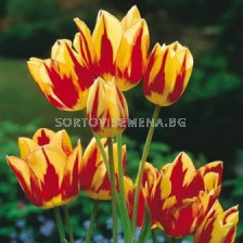 Лале (Tulip) Multiflora Color Spectacle 11/12 