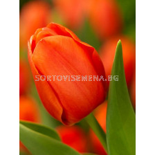 Лале Orange Cassini 12/+