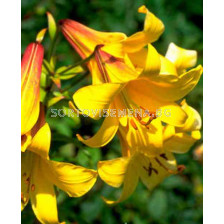 Лилиум Тромпет (Lilium Trumpet) - Yellow - 16/18