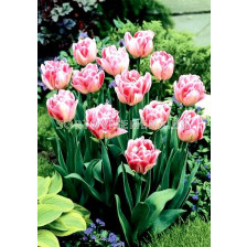 лале Double Foxtrot 11/12 - tulip Double Foxtrot 11/12