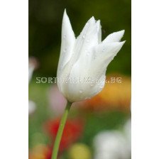лале lily-flowered White Triumphator 11/12
