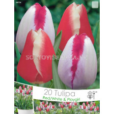 Лалета (Tulips) Red/White & Playgirl