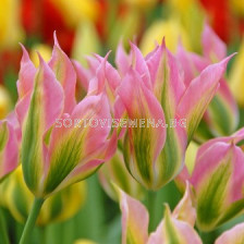 Лале Virichic 11/12 - Tulip Virichic 11/12