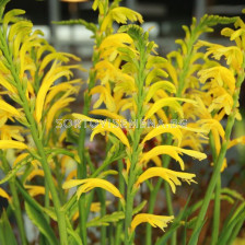 Шазманте Floribunda Duckitti 22/24