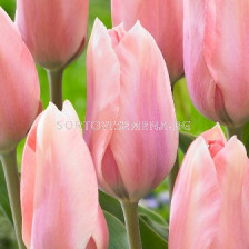 Лале Poco Loco 11/12 - Tulip Poco Loco 11/12 