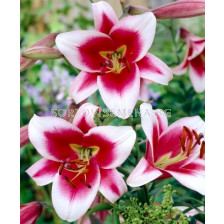 Лилиум (Lilium) Oriental Trumpet Friso 12/14 