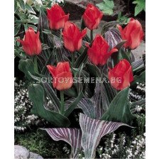 Лале (Tulip) Botanical Oratorio 11/12