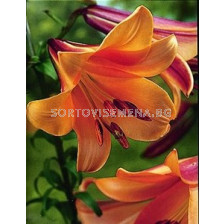 Лилиум Тромпет (Lilium Trumpet) Оrange - 16/18