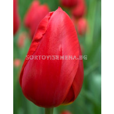 Лале (Tulip) Sky High Scarlet 11/12 