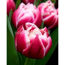 лале Double Columbus 11/12