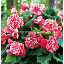 Бегония Camellia 5/6+ - Begonia Camellia 