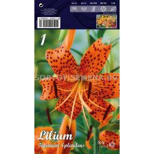 Лилиум (Lilium) Tigrin.Splendens 16/18